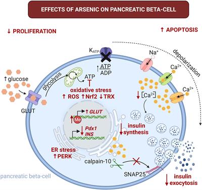 Is Arsenic Exposure a Risk Factor for Metabolic Syndrome? A Review of the Potential Mechanisms